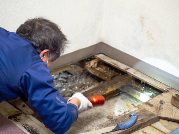 Best Crawl Space Mold Remediation in Sale Creek, TN