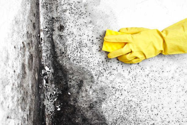Best Post-Flood Mold Remediation in Sale Creek, TN